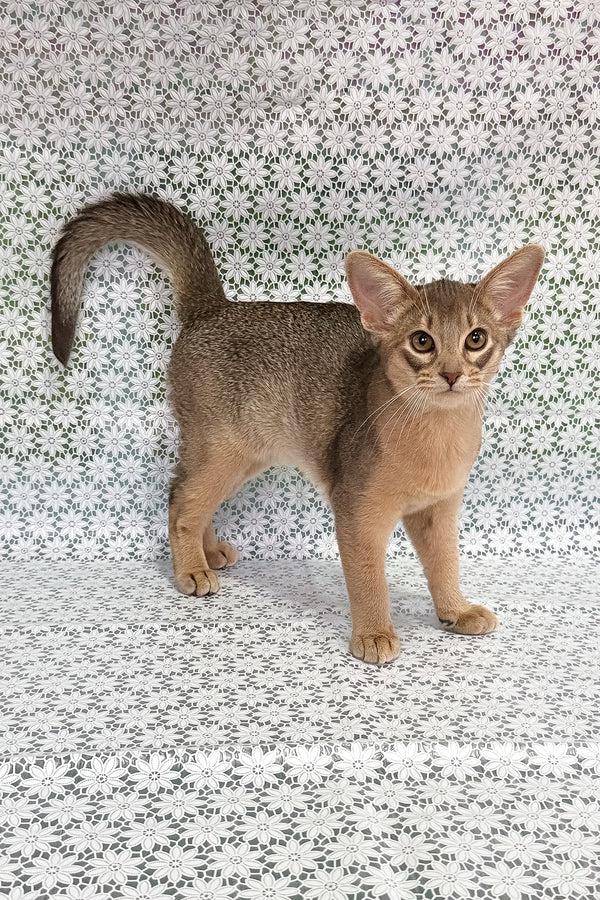 Iron | Abyssinian Kitten