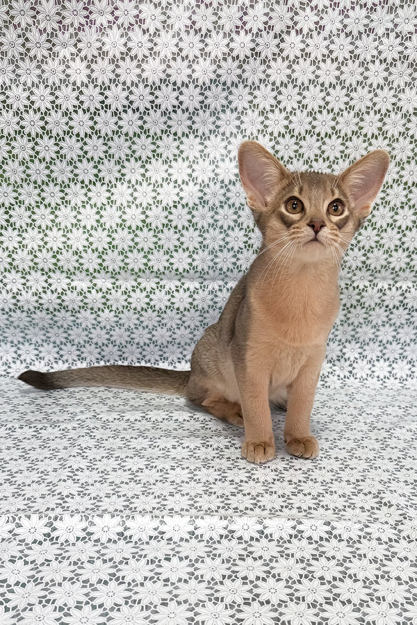 Iron | Abyssinian Kitten