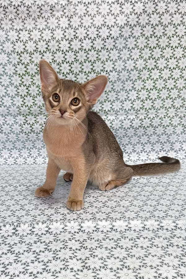 Iron | Abyssinian Kitten