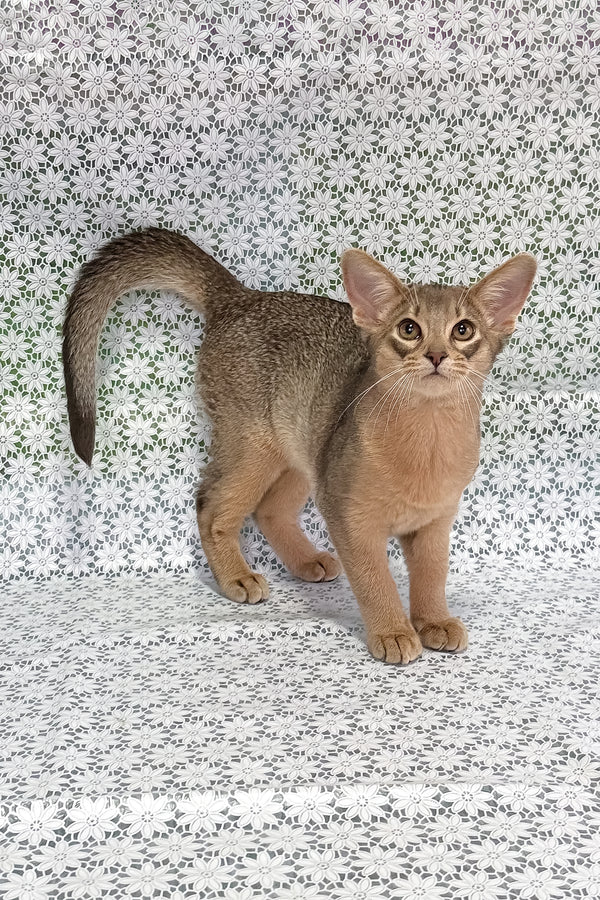 Iron | Abyssinian Kitten