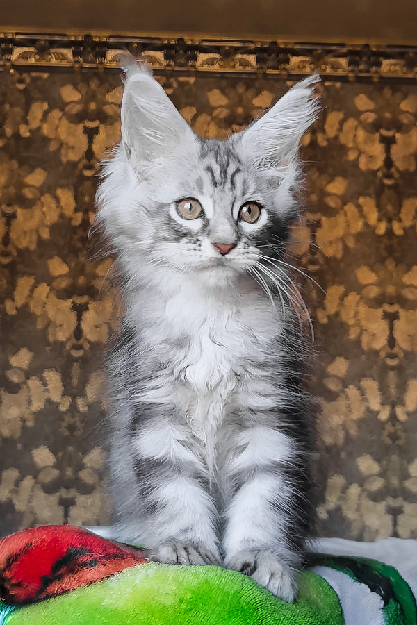 Iron | Maine Coon Kitten