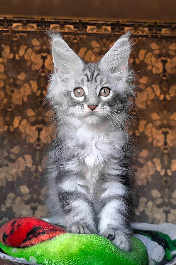 Iron | Maine Coon Kitten