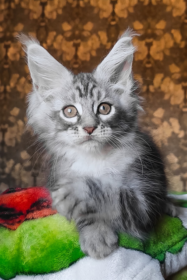 Iron | Maine Coon Kitten