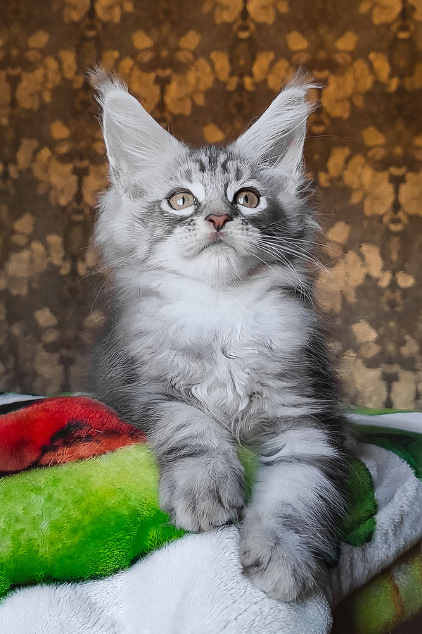 Iron | Maine Coon Kitten