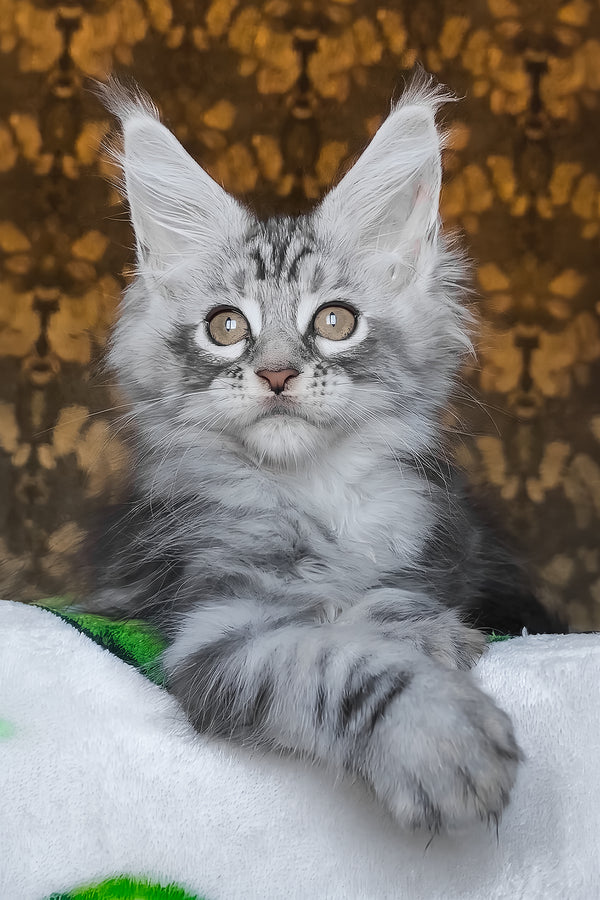 Iron | Maine Coon Kitten