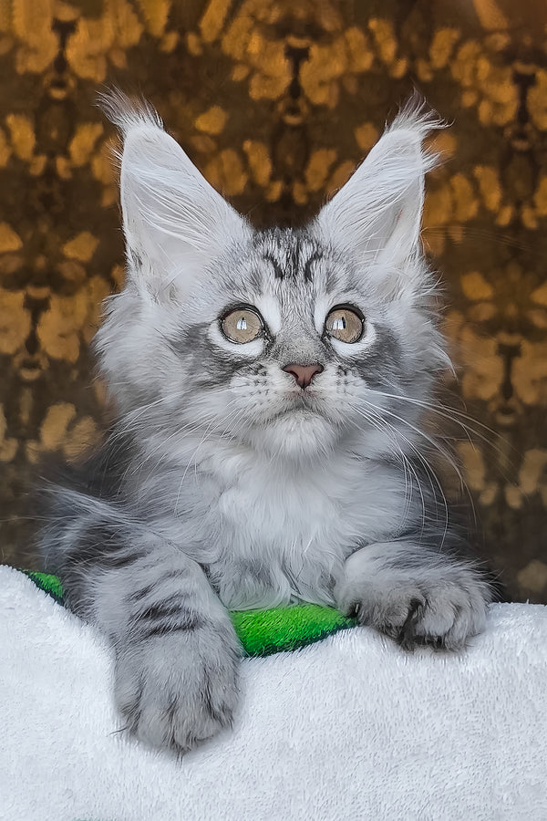Iron | Maine Coon Kitten
