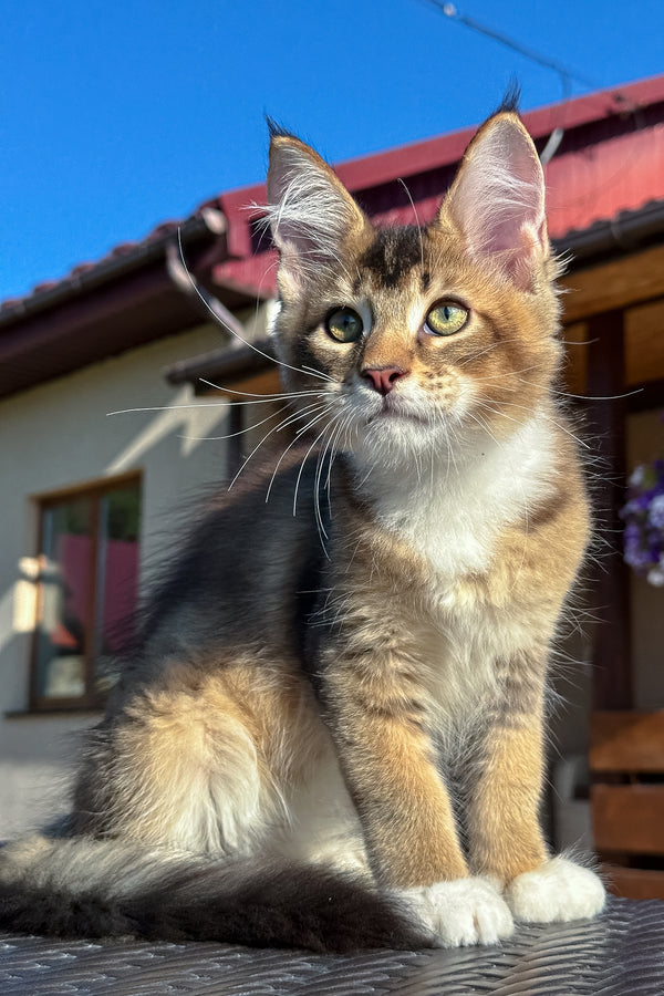 Iron | Golden Maine Coon Kitten