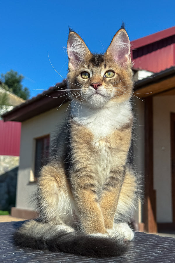 Iron | Golden Maine Coon Kitten