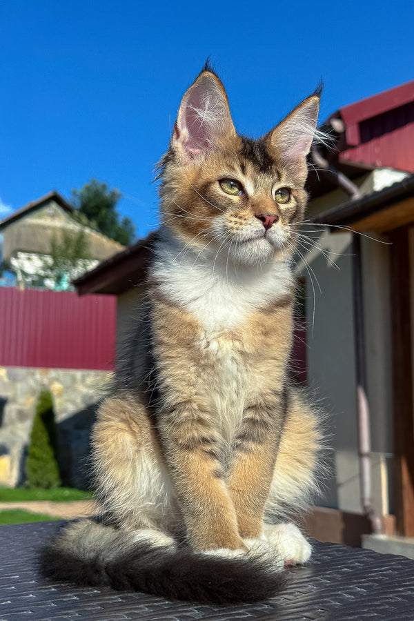 Iron | Golden Maine Coon Kitten
