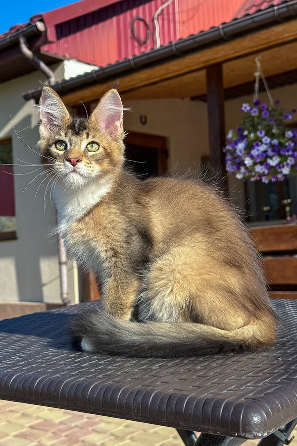 Iron | Golden Maine Coon Kitten