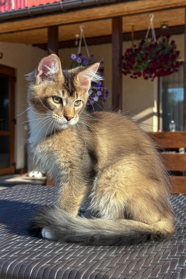 Iron | Golden Maine Coon Kitten