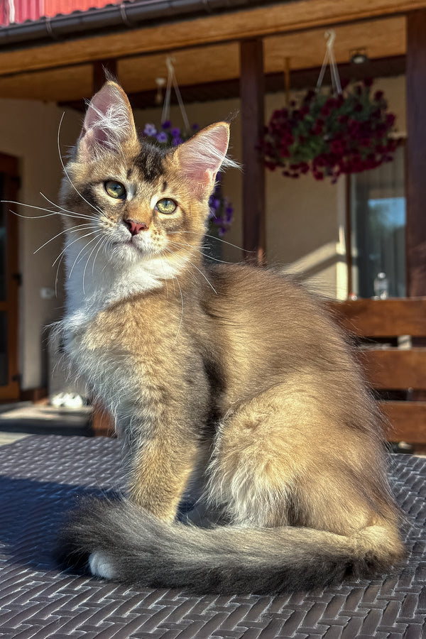 Iron | Golden Maine Coon Kitten
