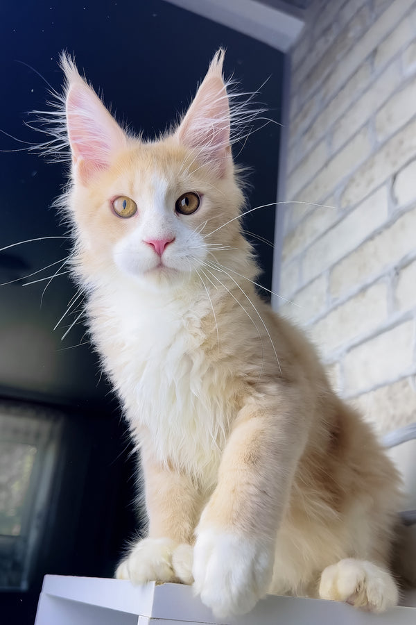 Irvin | Maine Coon Kitten