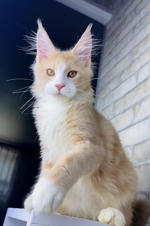 Irvin | Maine Coon Kitten