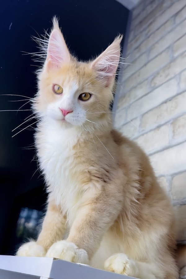Irvin | Maine Coon Kitten