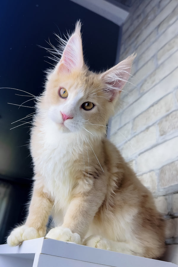 Irvin | Maine Coon Kitten