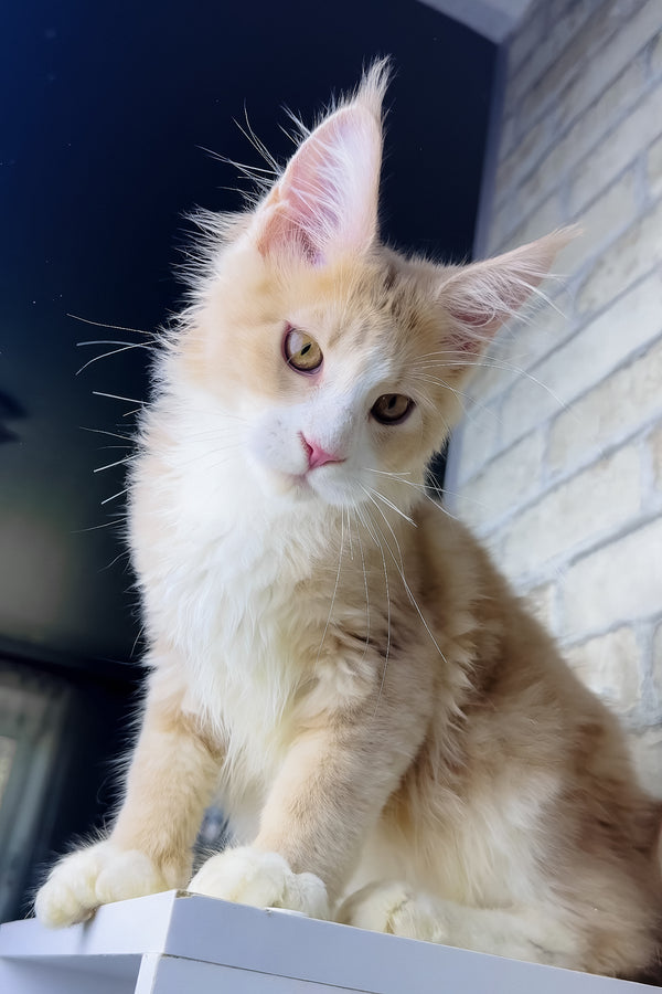 Irvin | Maine Coon Kitten