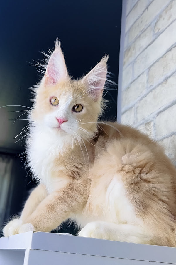 Irvin | Maine Coon Kitten