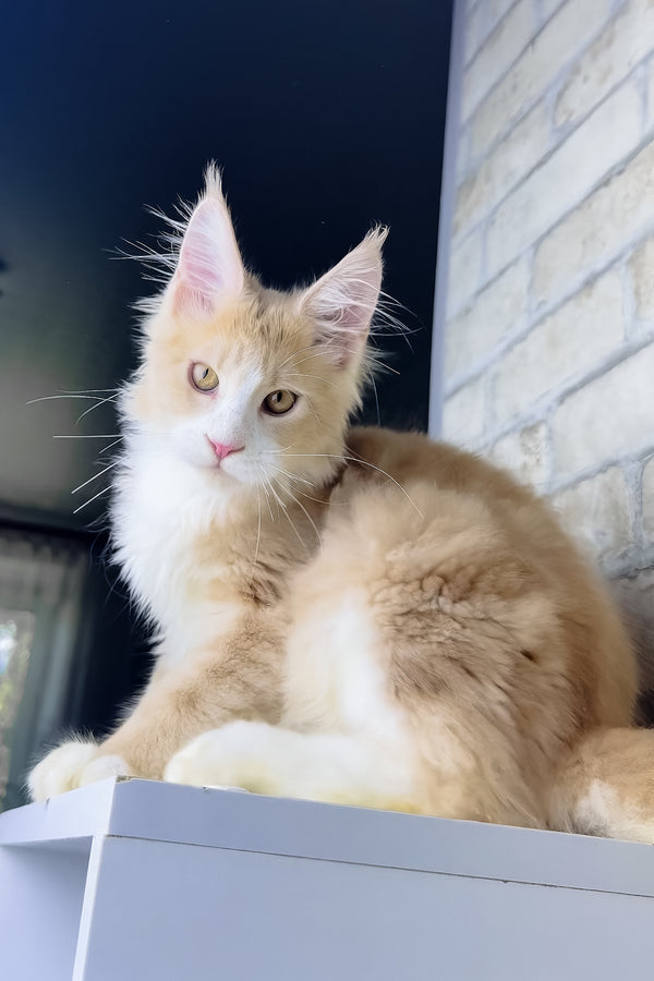 Irvin | Maine Coon Kitten