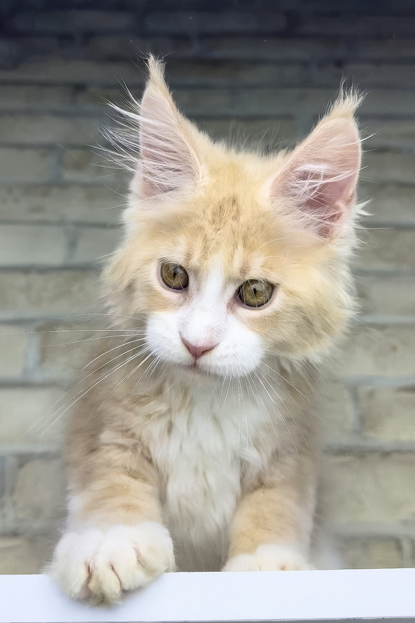 Irvin | Maine Coon Kitten
