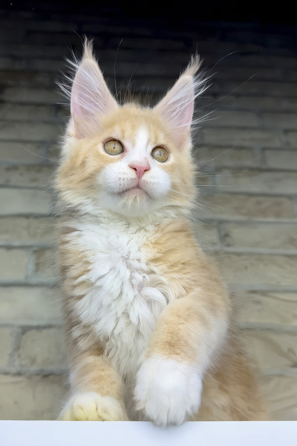 Irvin | Maine Coon Kitten
