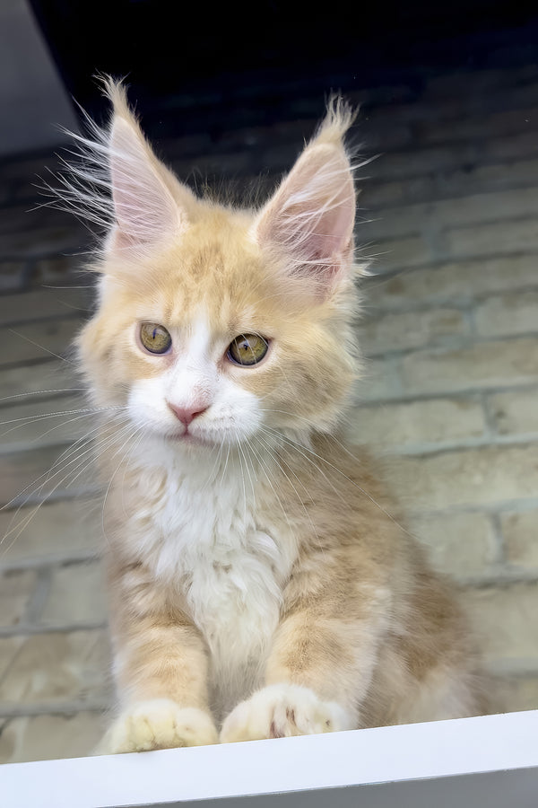Irvin | Maine Coon Kitten