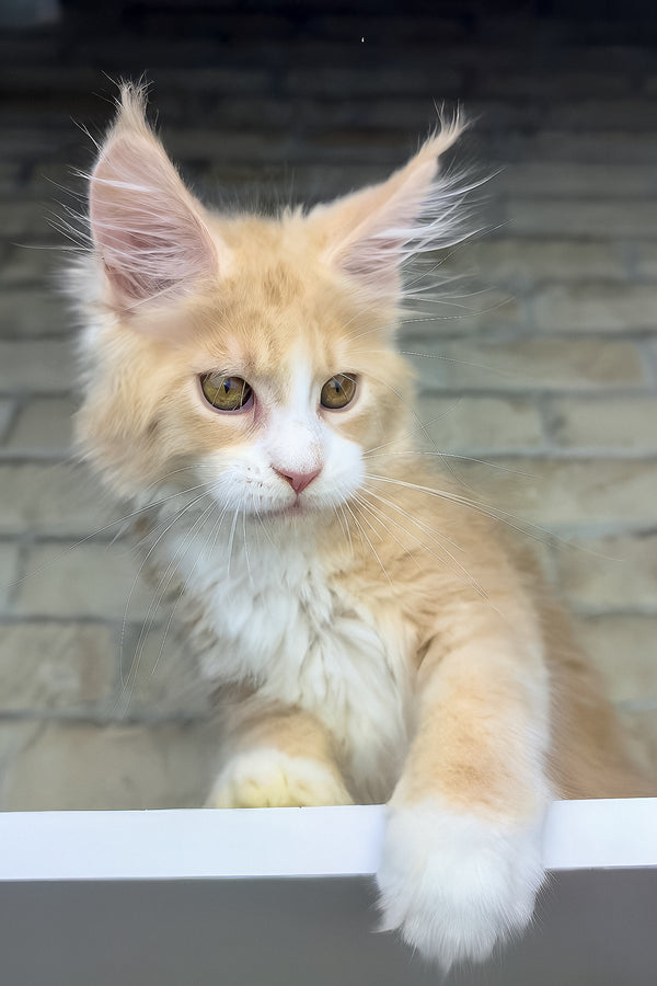 Irvin | Maine Coon Kitten