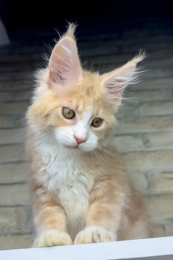 Irvin | Maine Coon Kitten