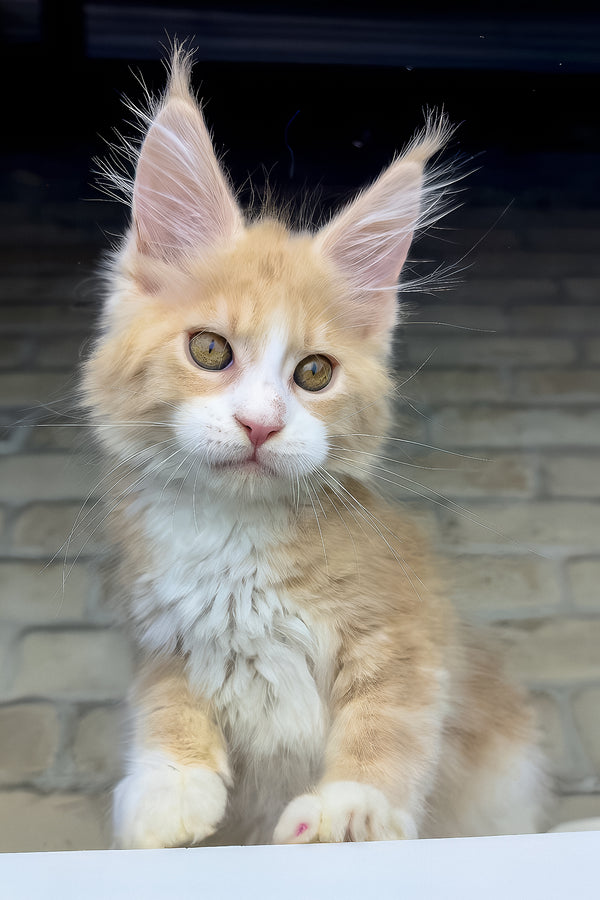 Irvin | Maine Coon Kitten