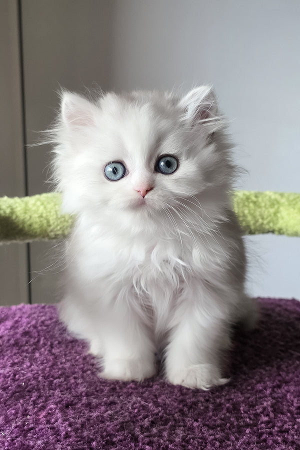 Irwin | Scottish Straight Longhair Kitten