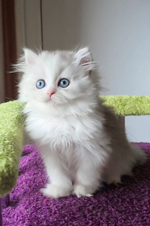 Irwin | Scottish Straight Longhair Kitten