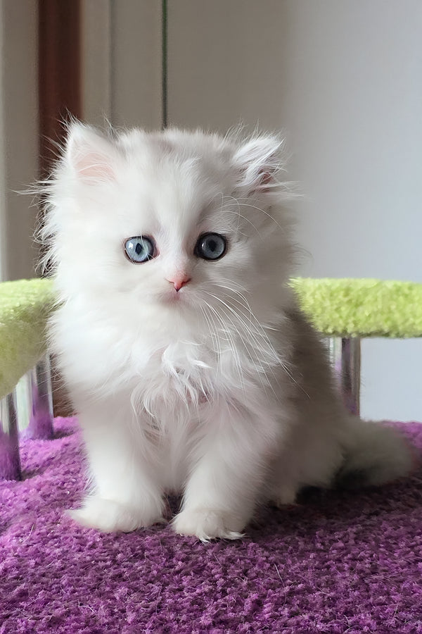 Irwin | Scottish Straight Longhair Kitten