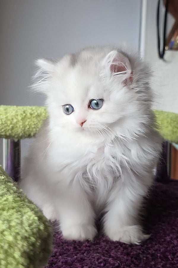 Irwin | Scottish Straight Longhair Kitten