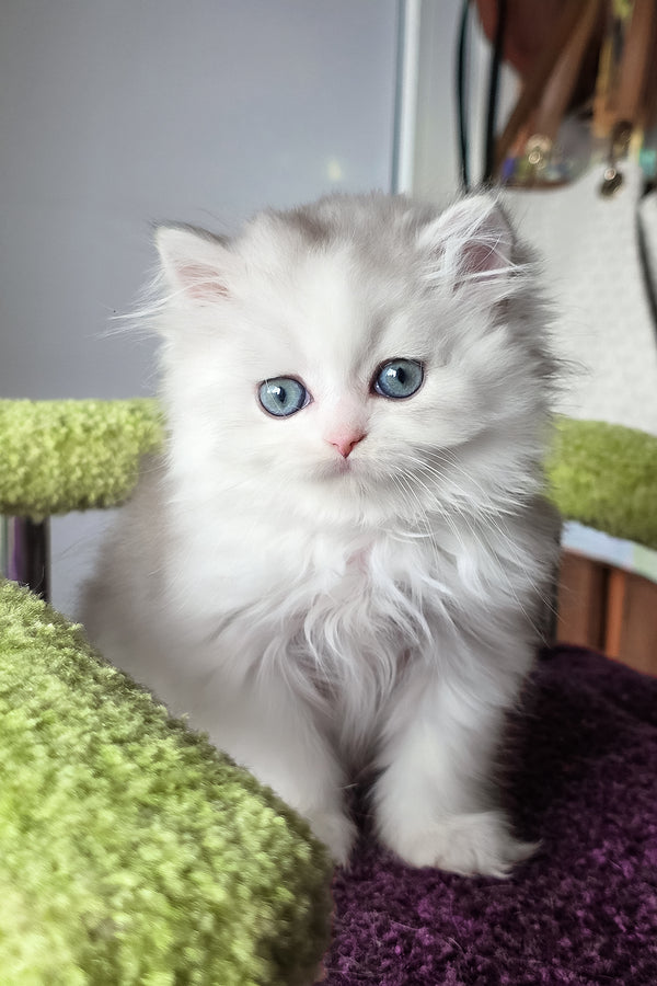 Irwin | Scottish Straight Longhair Kitten