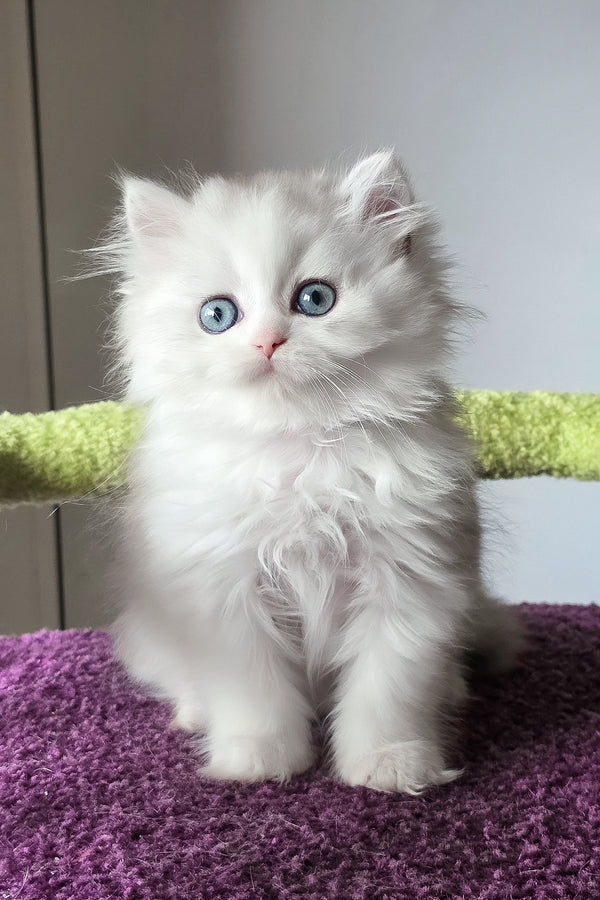 Irwin | Scottish Straight Longhair Kitten
