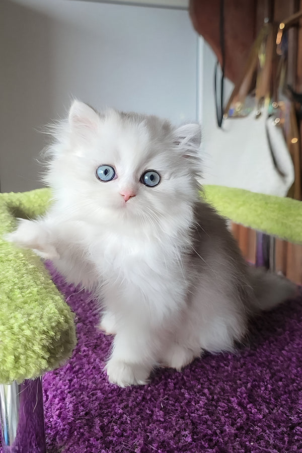 Irwin | Scottish Straight Longhair Kitten