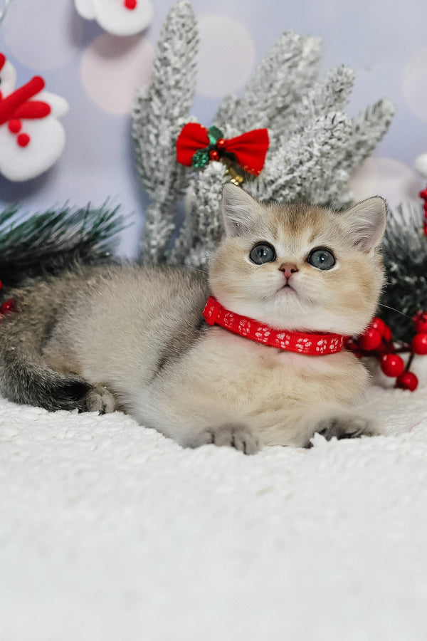 Isabelle | British Shorthair Kitten