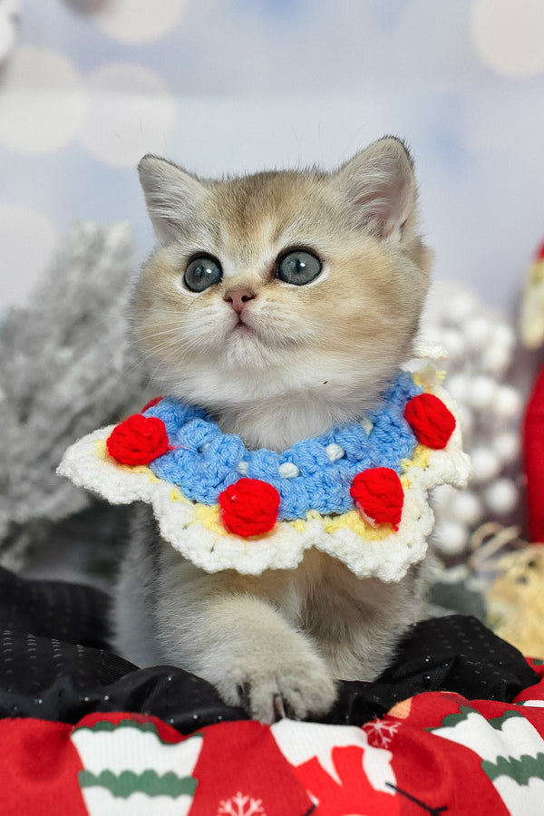 Isabelle | British Shorthair Kitten