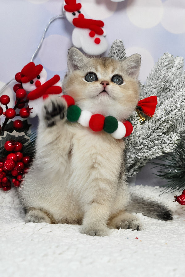 Isabelle | British Shorthair Kitten