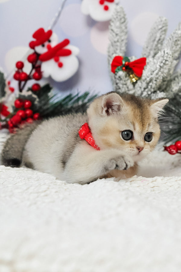 Isabelle | British Shorthair Kitten