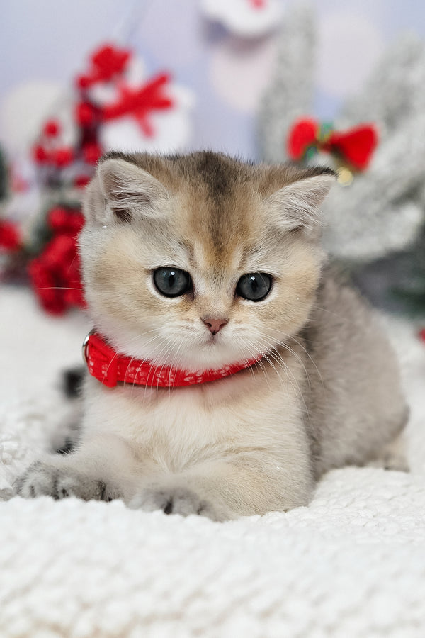 Isabelle | British Shorthair Kitten