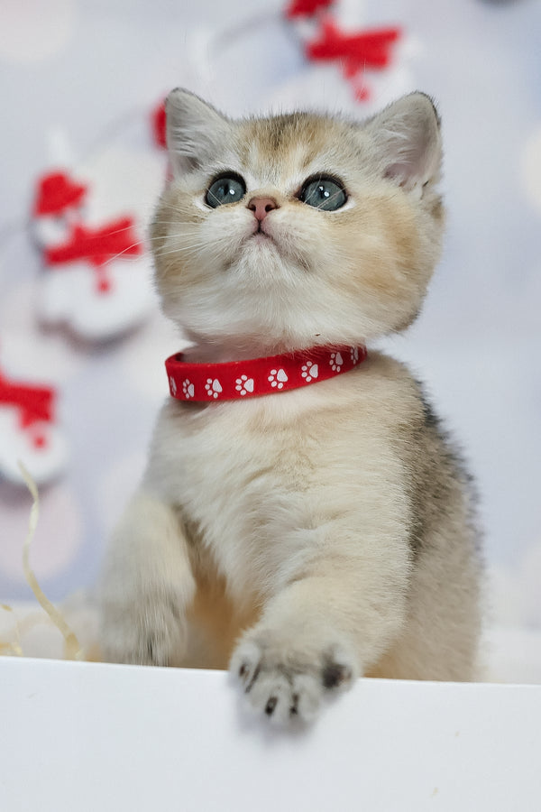 Isabelle | British Shorthair Kitten
