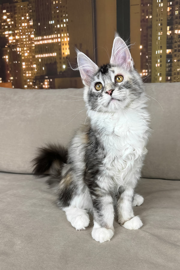 Italy | Maine Coon Kitten