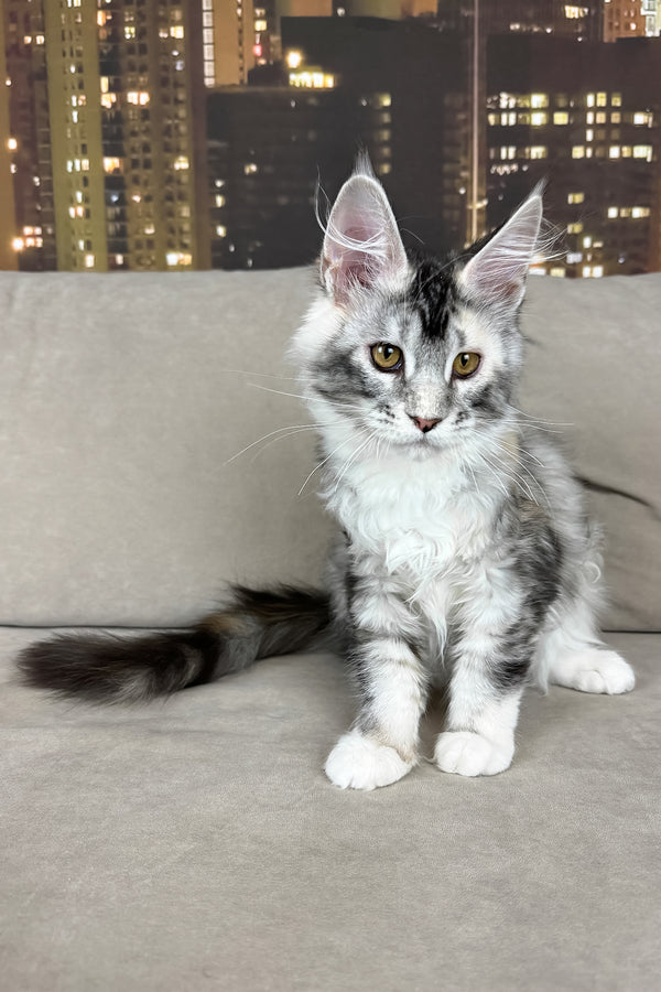 Italy | Maine Coon Kitten