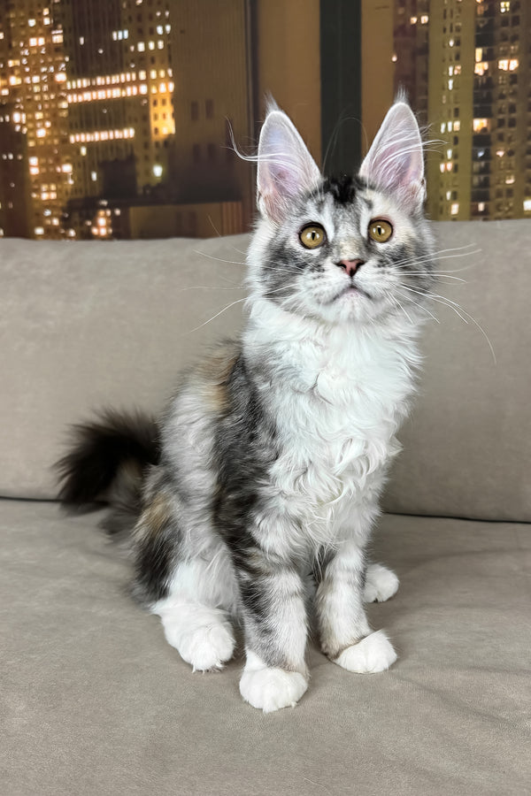 Italy | Maine Coon Kitten