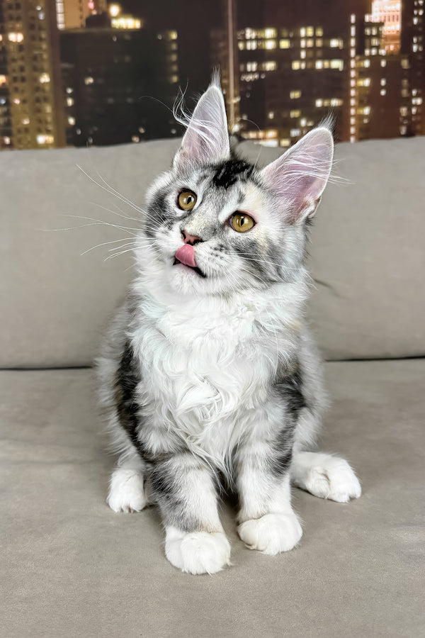 Italy | Maine Coon Kitten
