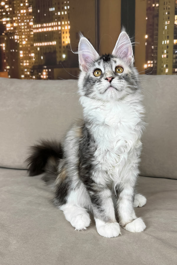 Italy | Maine Coon Kitten