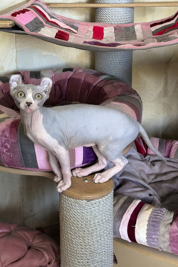 Itton | Elf Sphynx Kitten