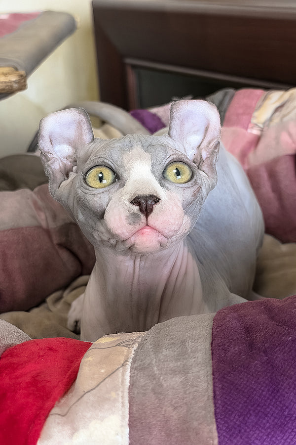Itton | Elf Sphynx Kitten