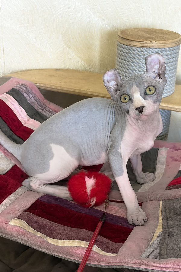 Itton | Elf Sphynx Kitten